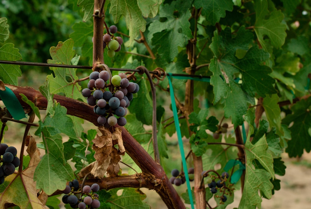 a bunch of grapes hanging from a vine