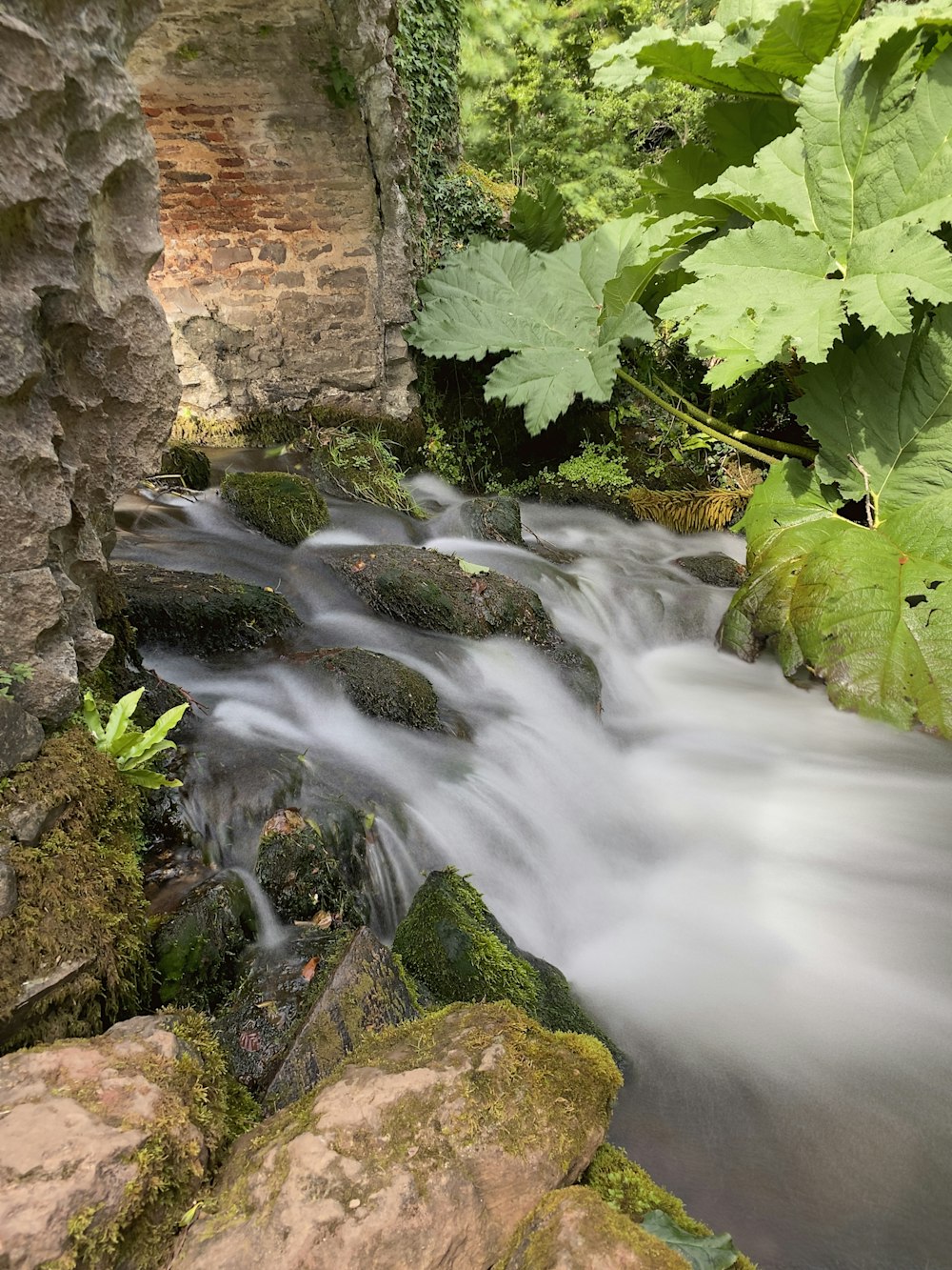 green plant beside brown rock