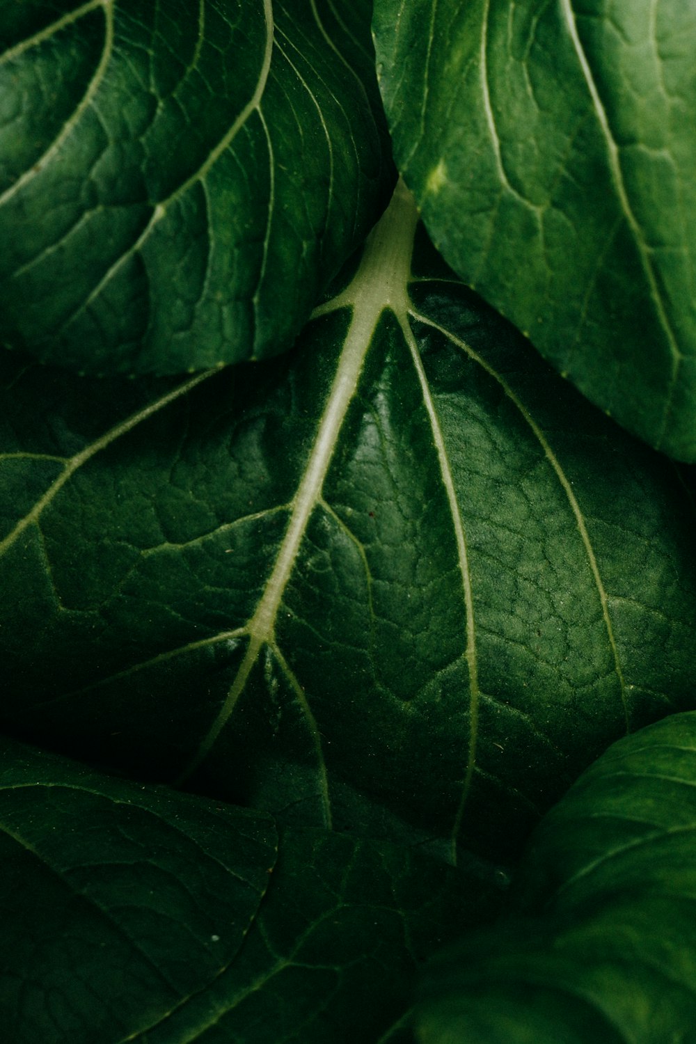 green leaves in close up photography