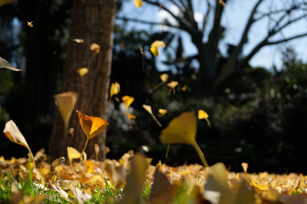 yellow flower in tilt shift lens