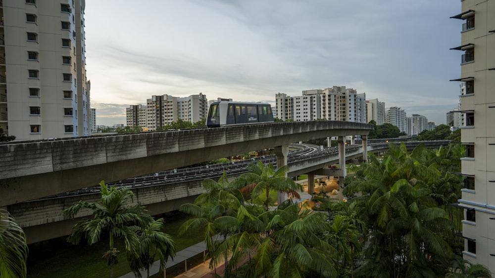 Palmeras verdes cerca de los edificios de la ciudad durante el día