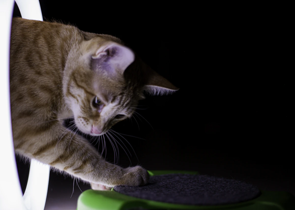 orange tabby cat lying on green textile