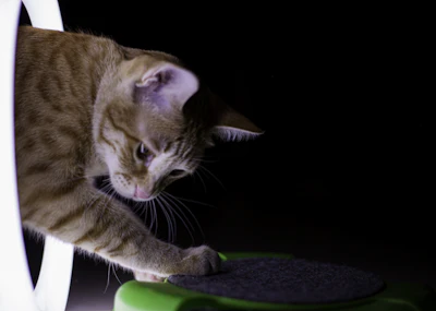 orange tabby cat lying on green textile