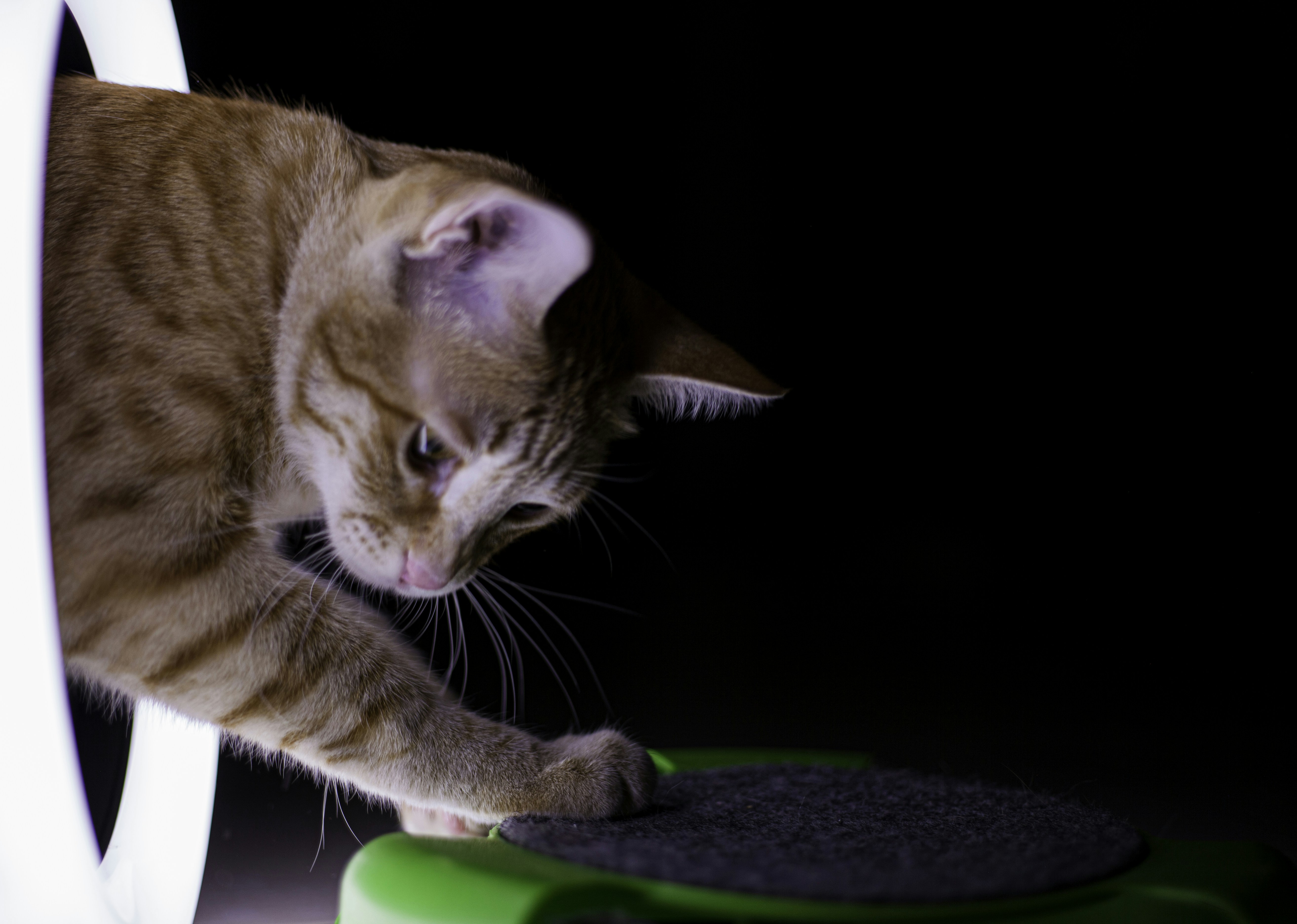 orange tabby cat lying on green textile