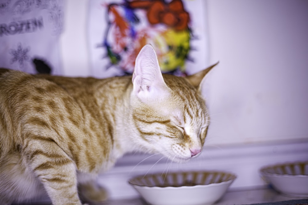 orange tabby cat on white ceramic bowl