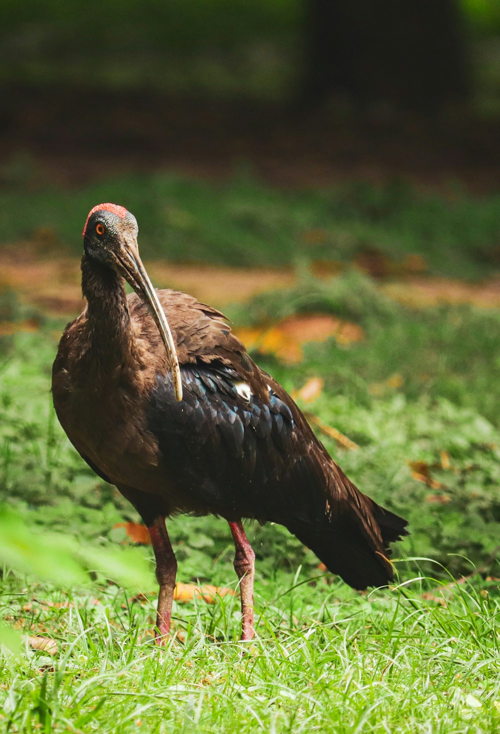 black and brown bird on green grass during daytime