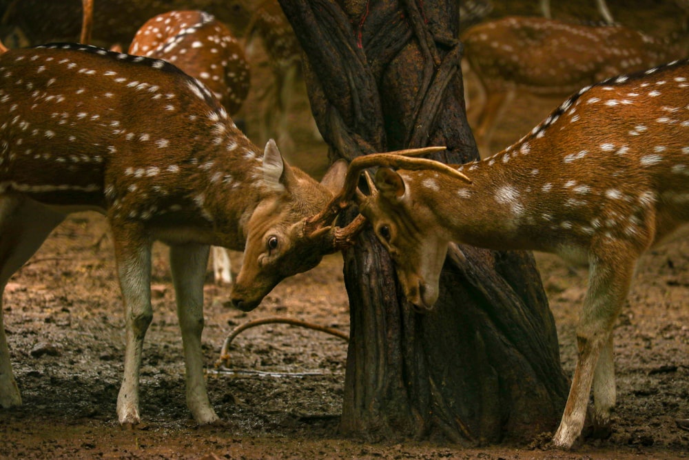 brown and white deer standing on brown ground during daytime