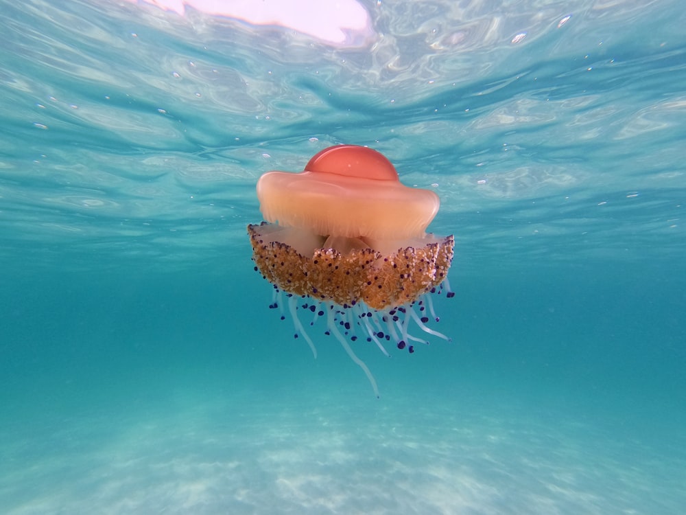 pink and white jellyfish under water