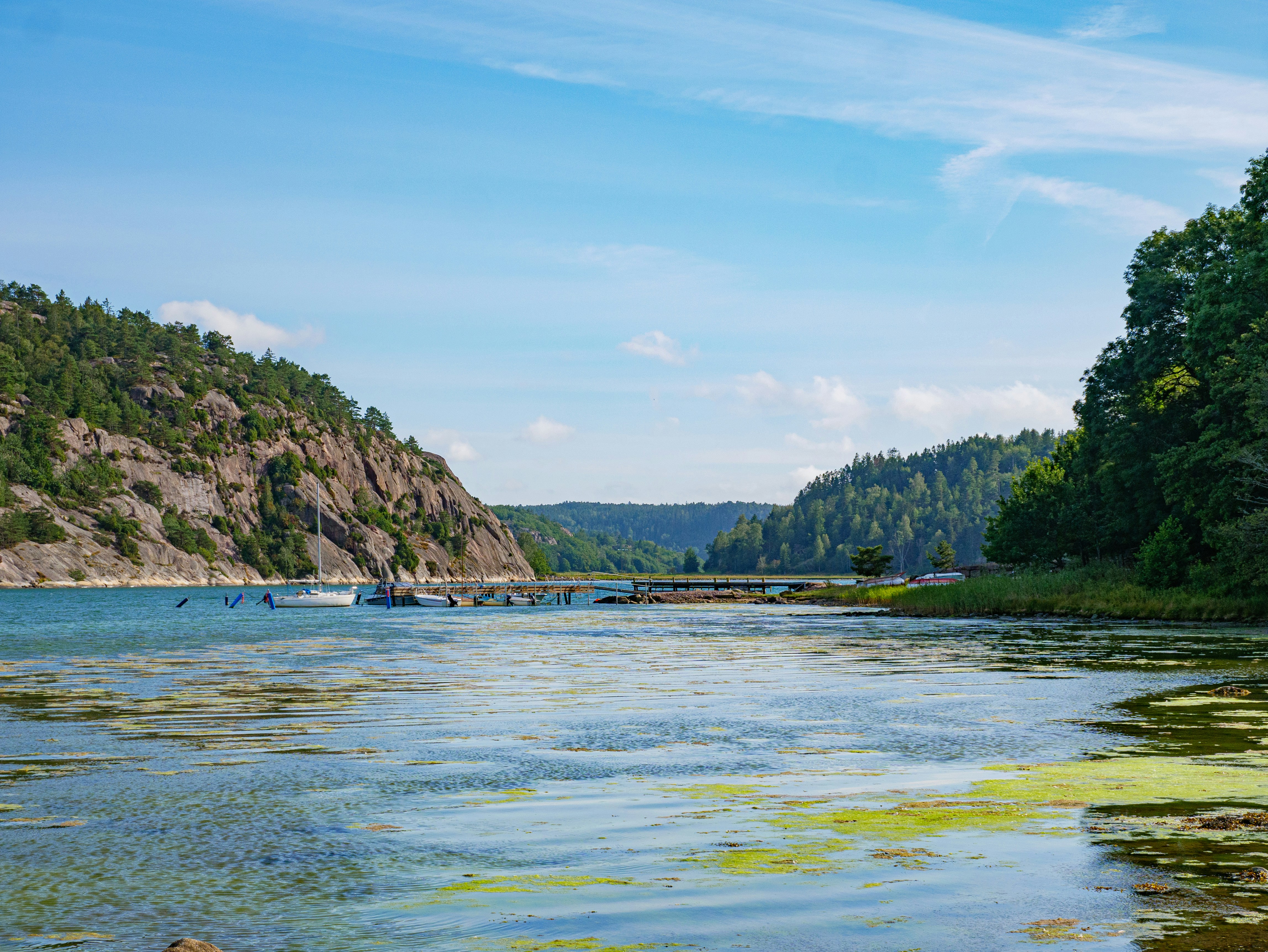 green trees near body of water during daytime