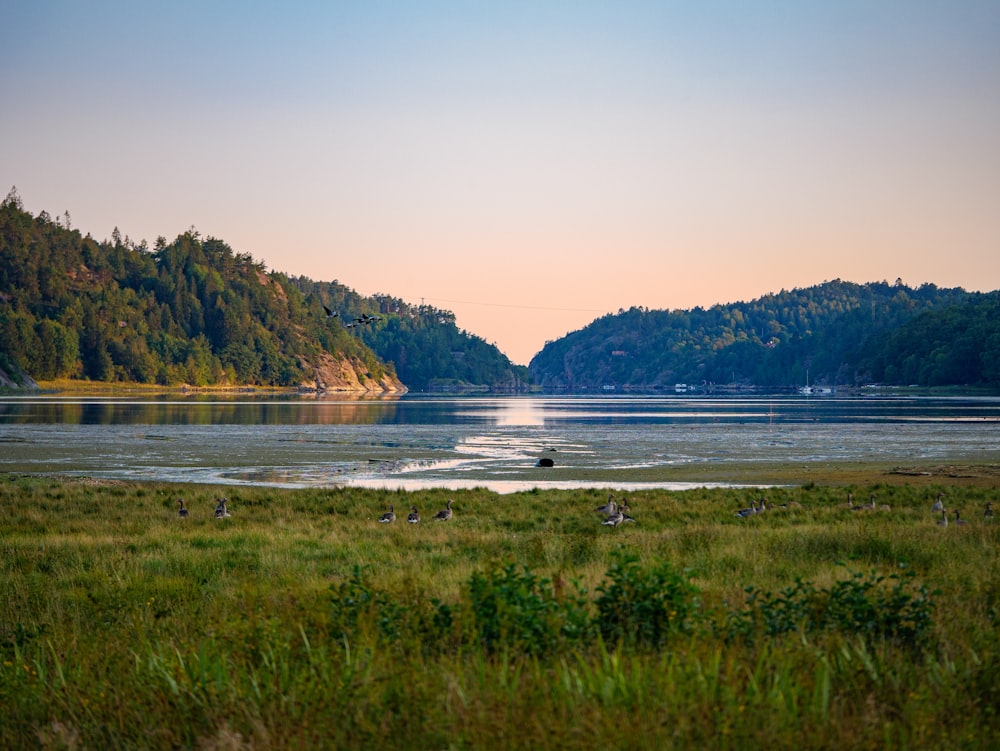 green grass field near body of water during daytime