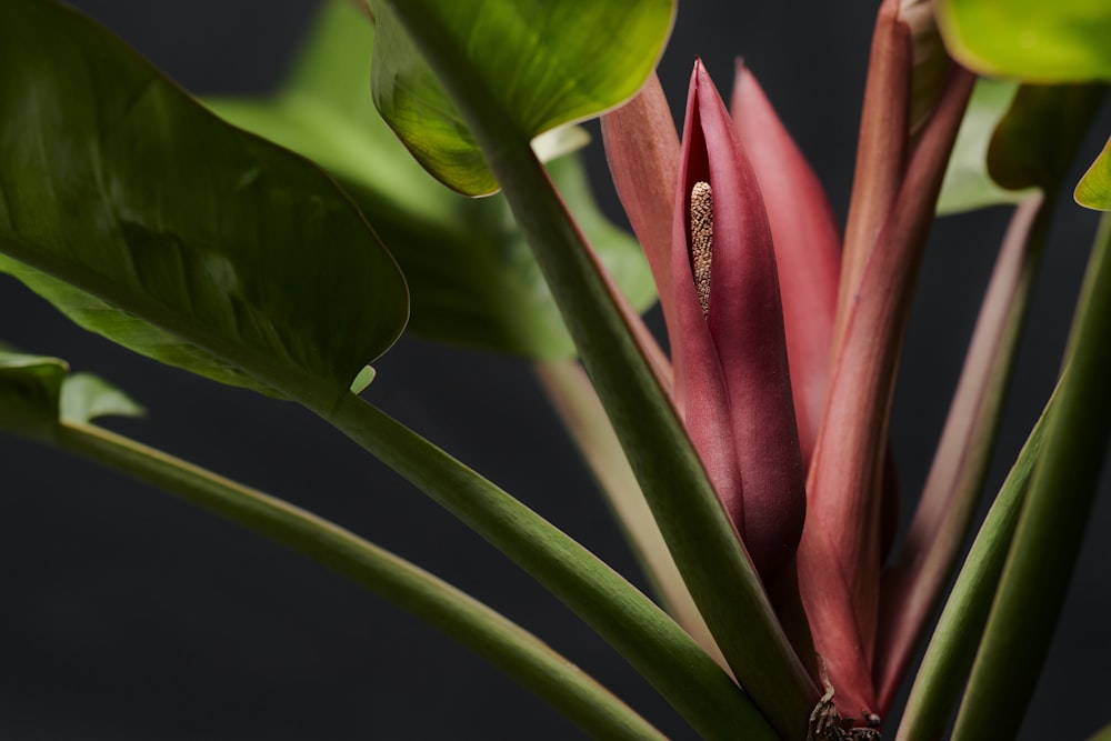 pink flower bud in close up photography