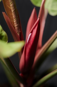 red tulips in bloom during daytime