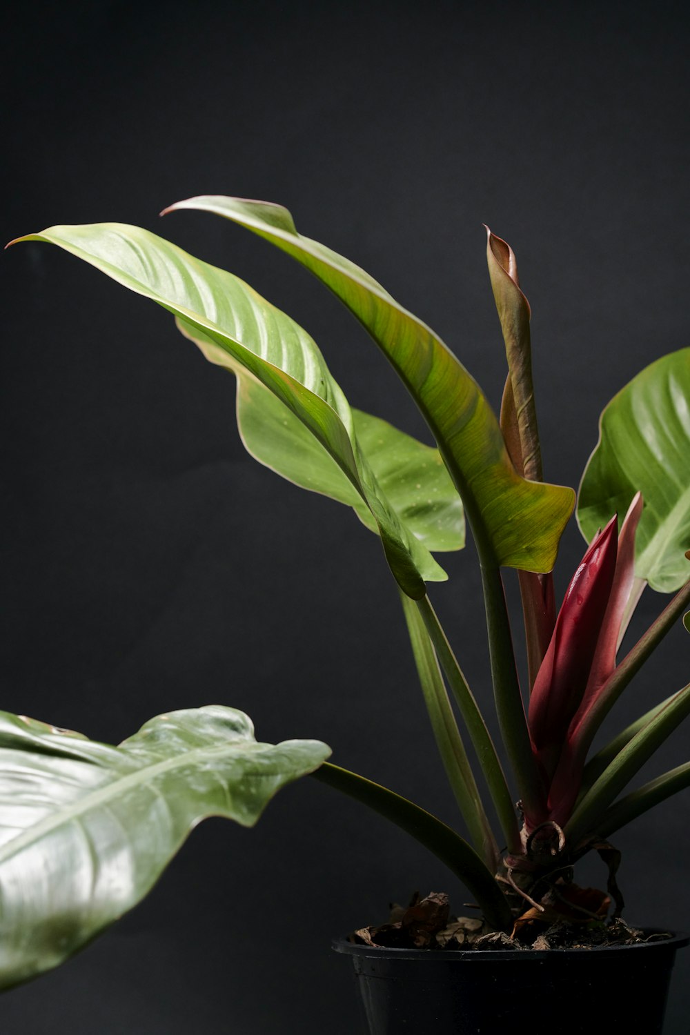 red flower with green leaves