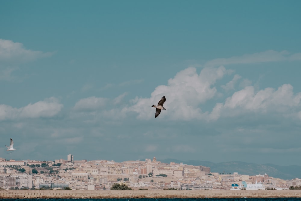 black bird flying over the city during daytime