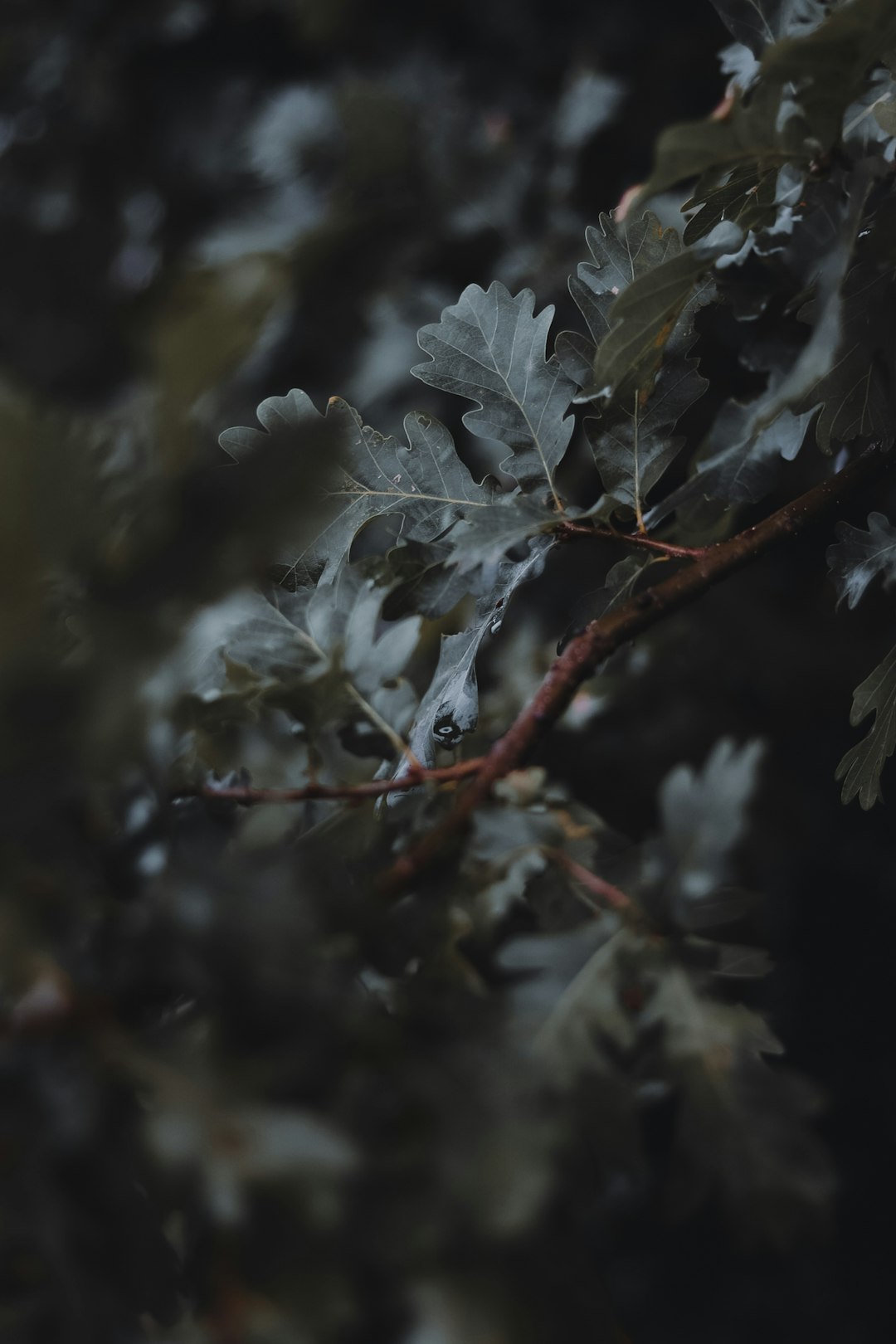 white leaves in tilt shift lens