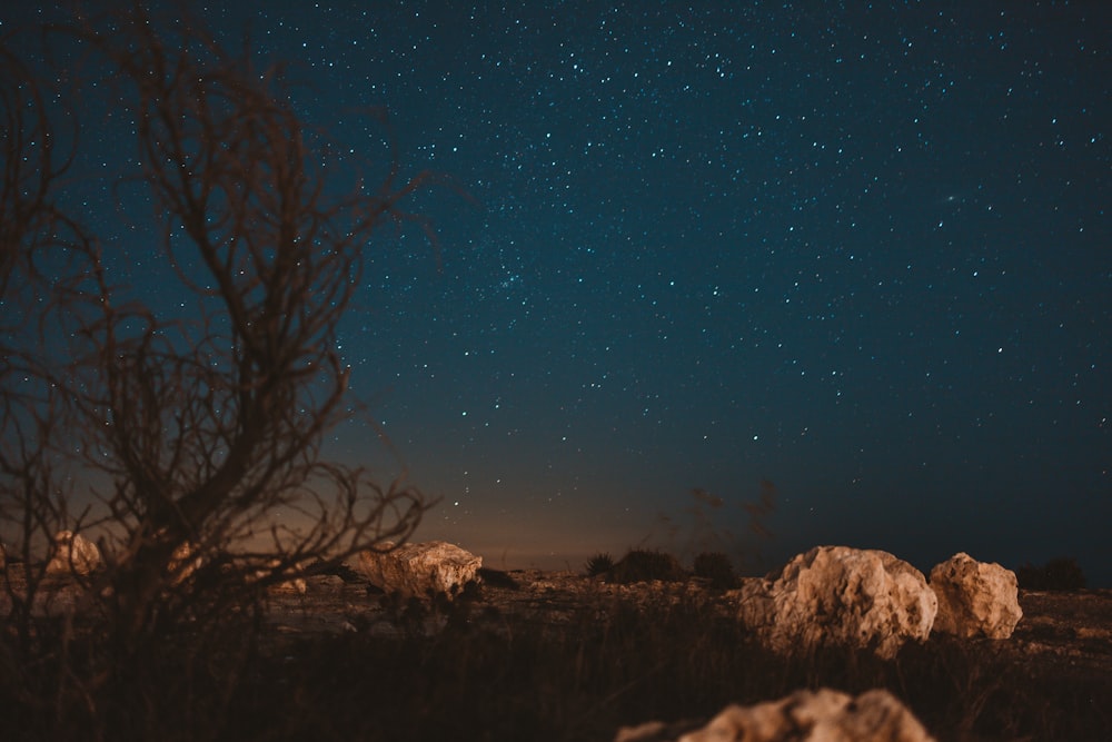 bare tree under blue sky during night time