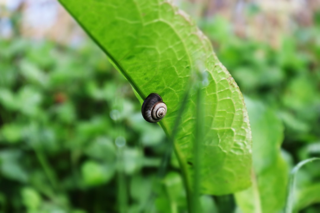 black snail on green leaf