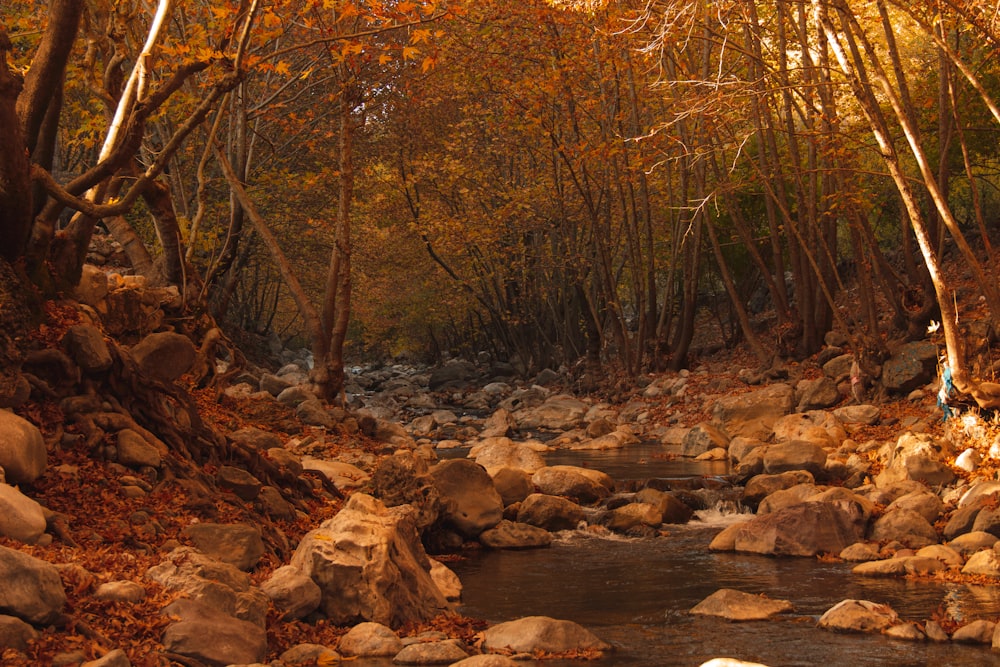 brown trees near river during daytime