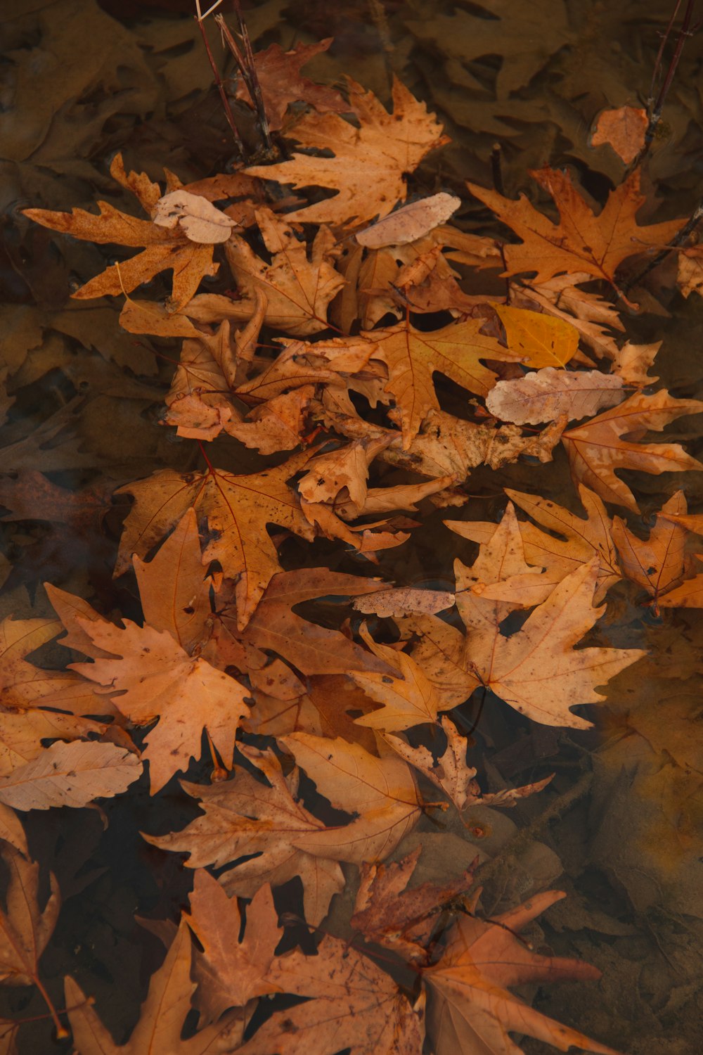 水に茶色の乾燥した葉