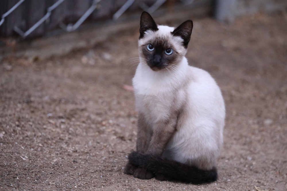 white and black short fur cat