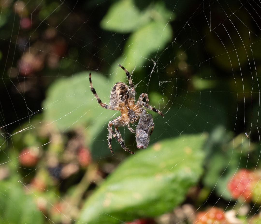 brown spider on green leaf during daytime