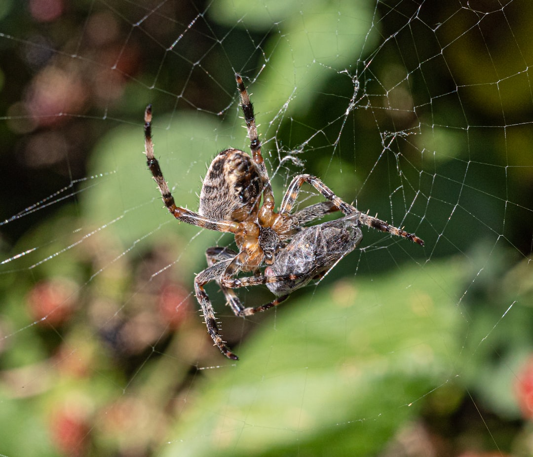 brown and black spider on web in close up photography during daytime