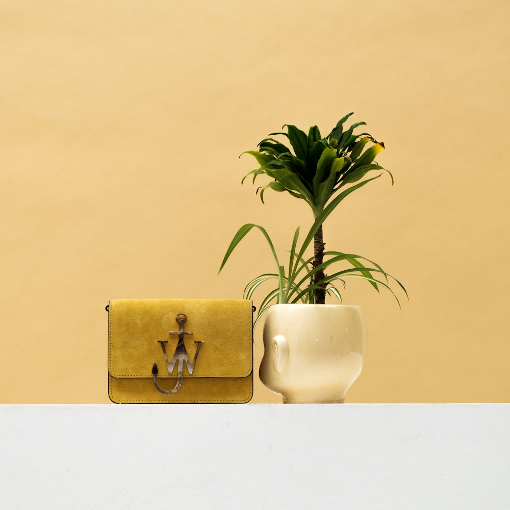 green plant in white ceramic pot