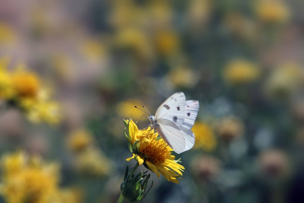 Weißer Schmetterling sitzt tagsüber auf gelber Blume in Nahaufnahmen