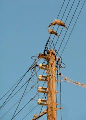 birds on electric wire under blue sky during daytime
