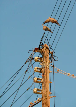 birds on electric wire under blue sky during daytime