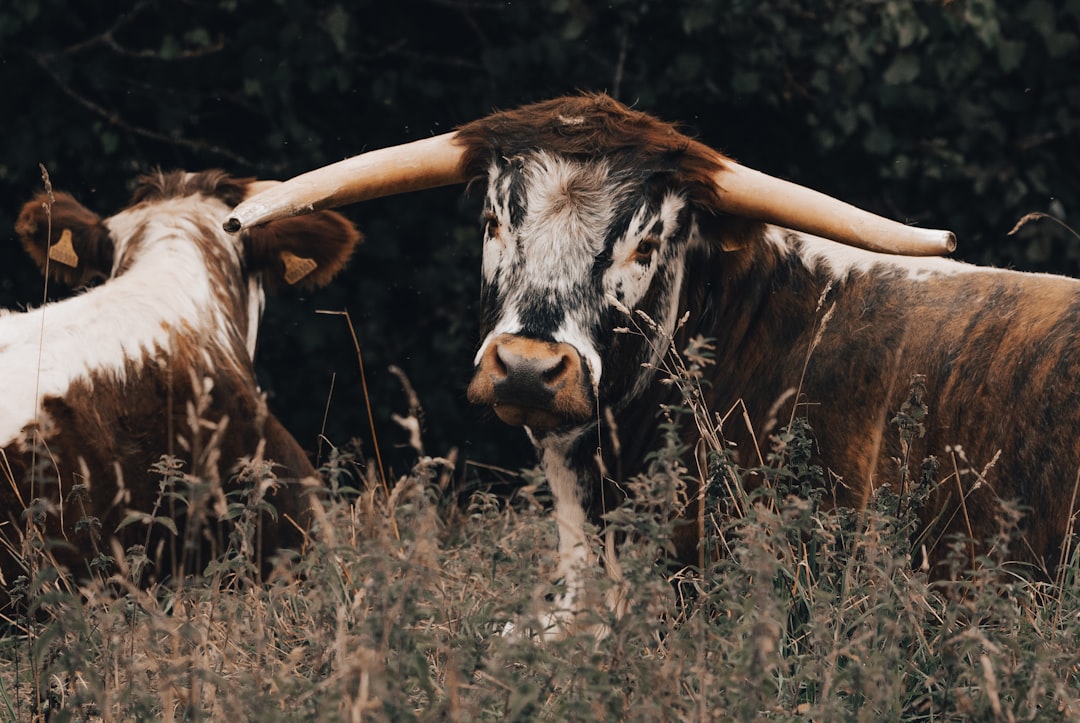 brown and white cow on brown grass field during daytime