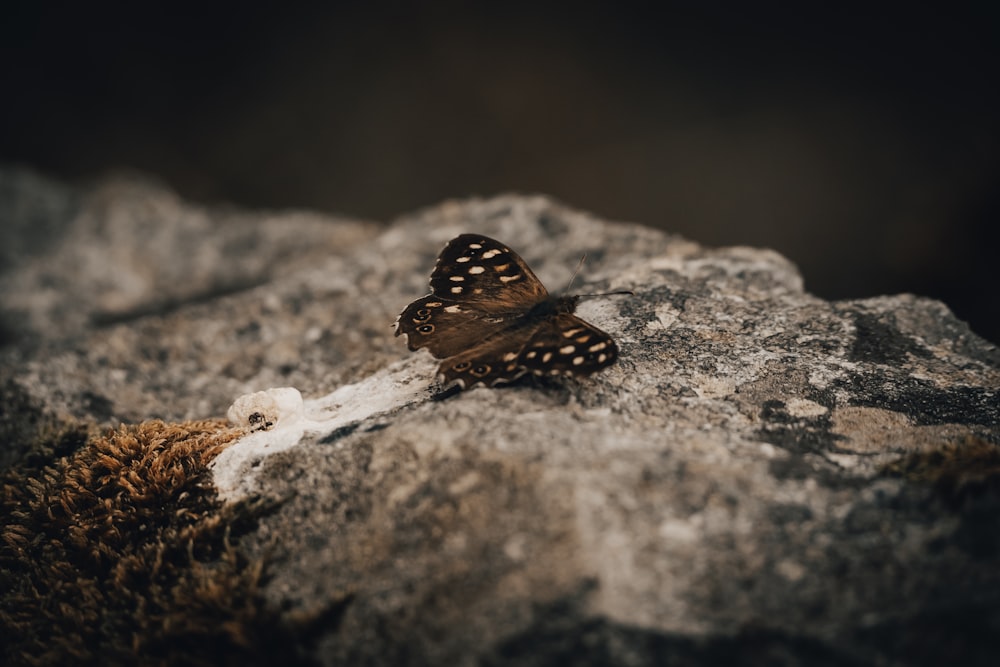 brown and black butterfly on gray rock