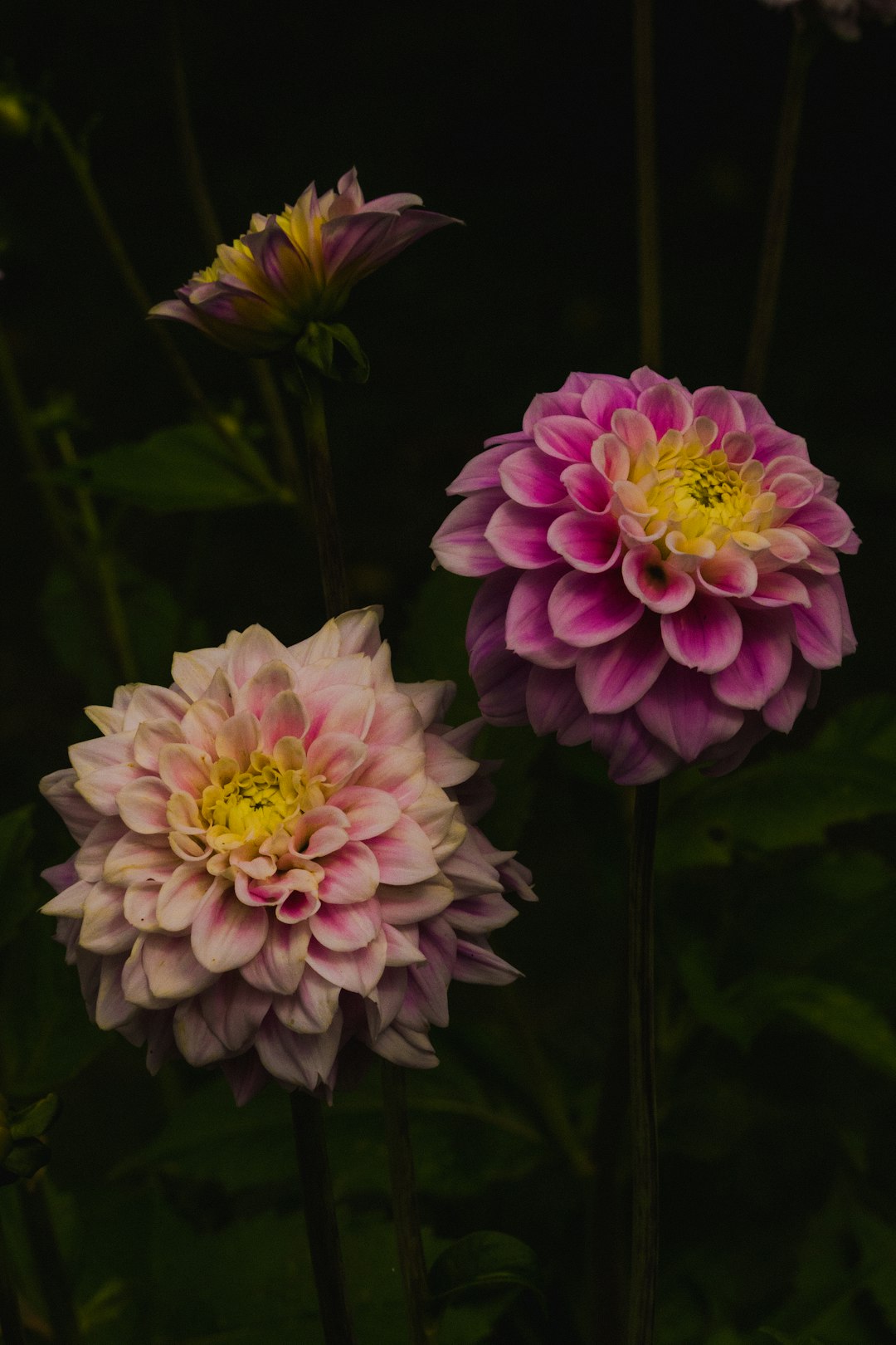 pink and white flower in close up photography