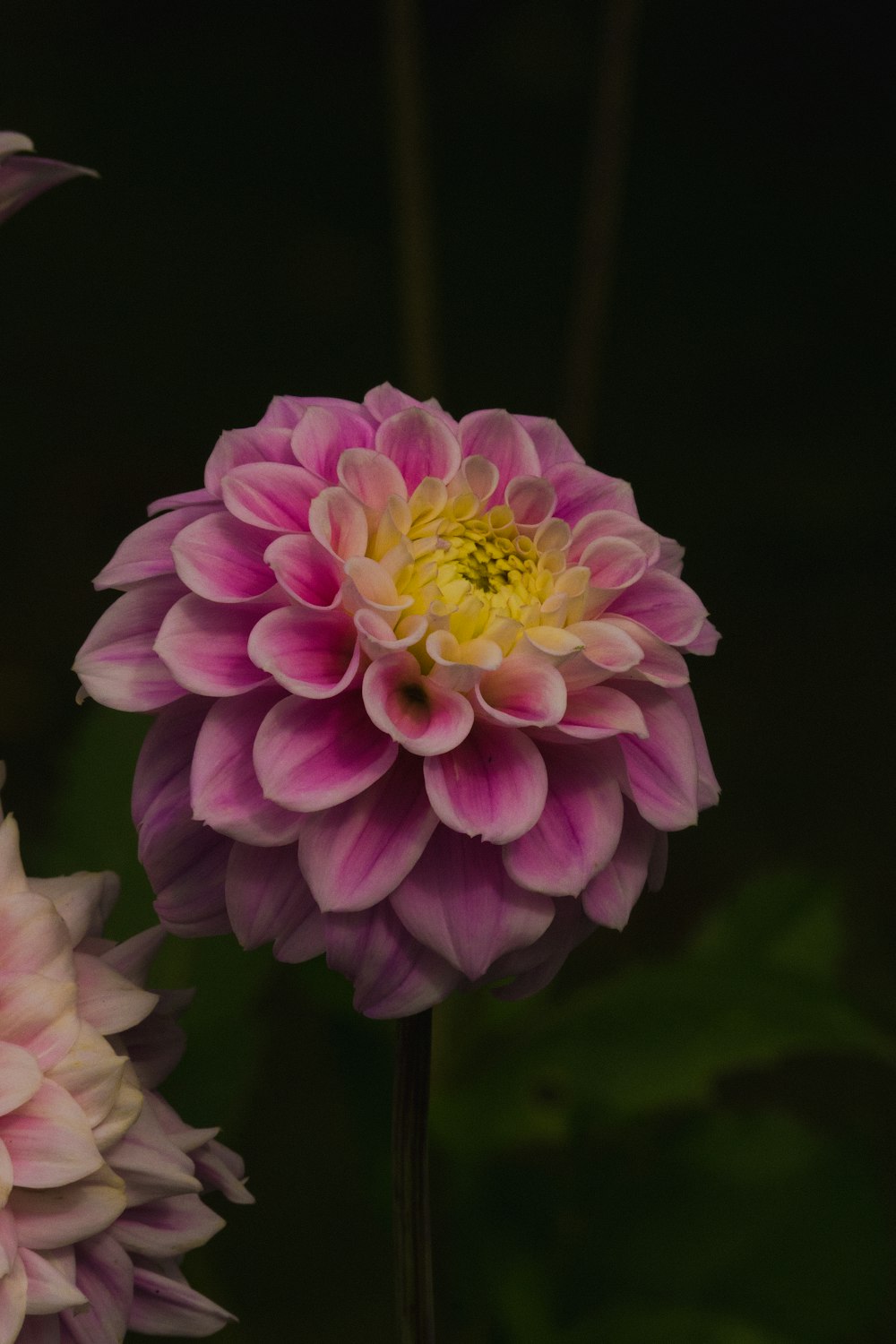 pink and white flower in close up photography