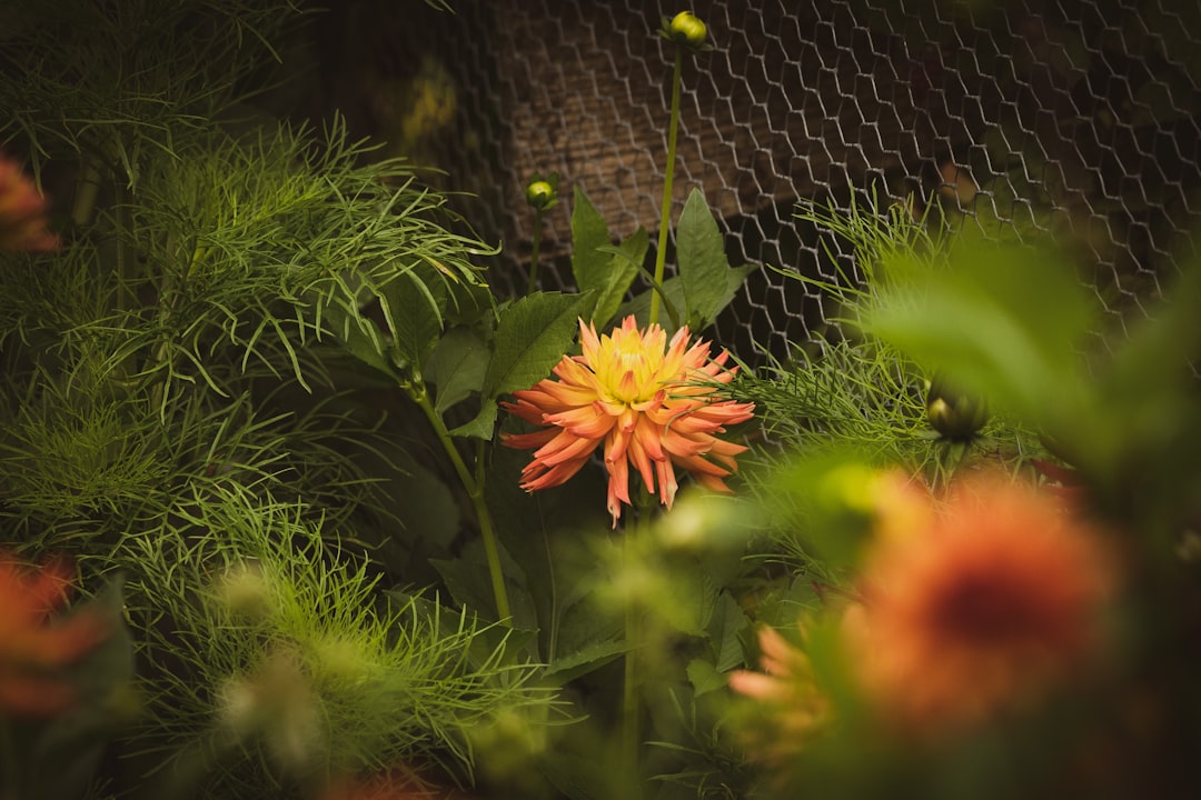 yellow flower in green grass