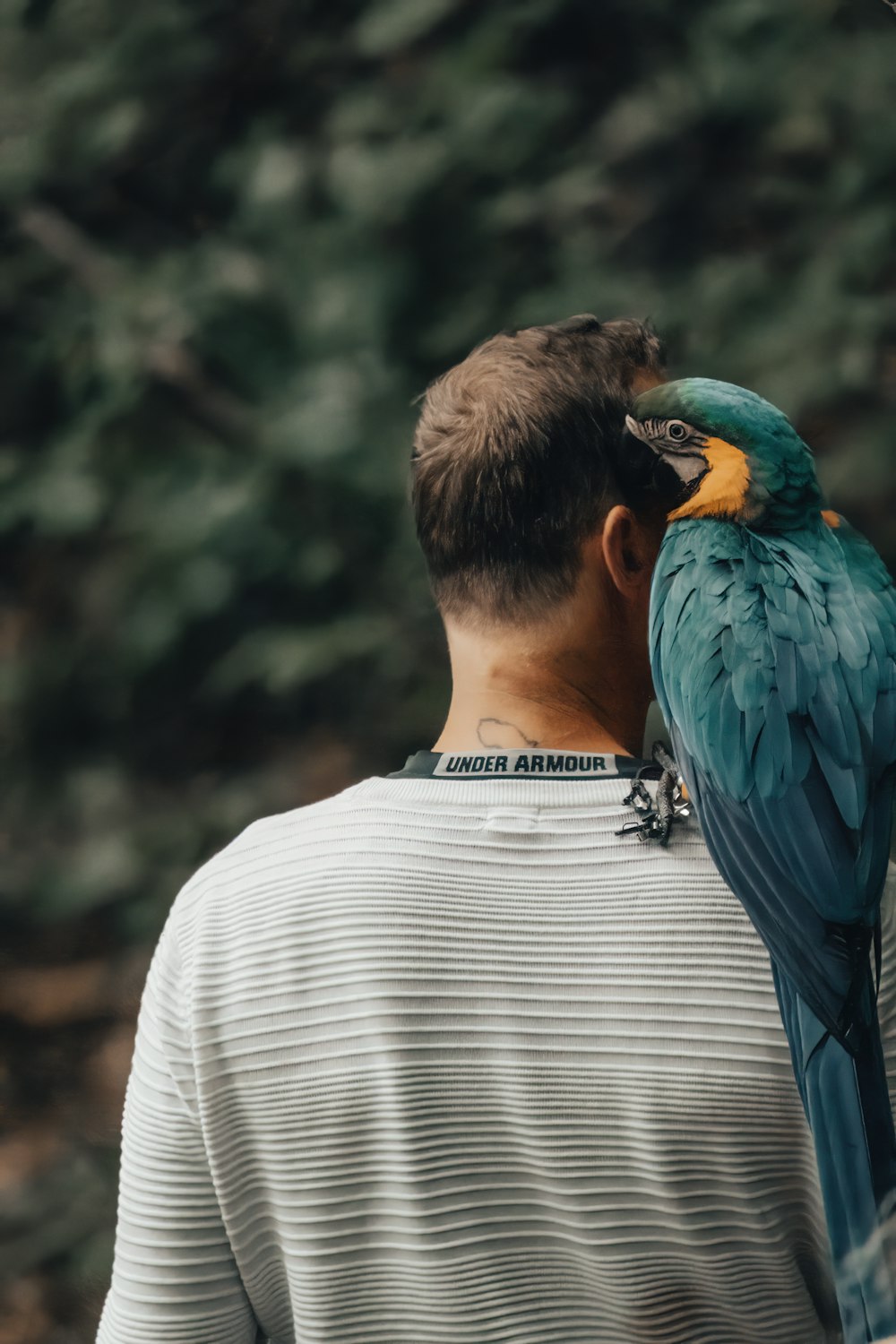blue and yellow bird on mans shoulder