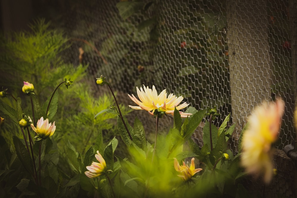 yellow flower near gray wall