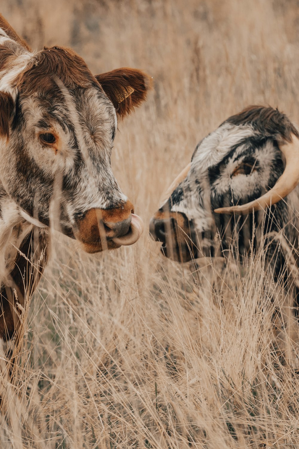 brown and white cow on brown grass field during daytime