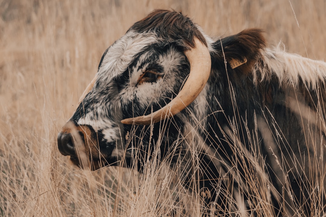 black and white cow on brown grass field during daytime