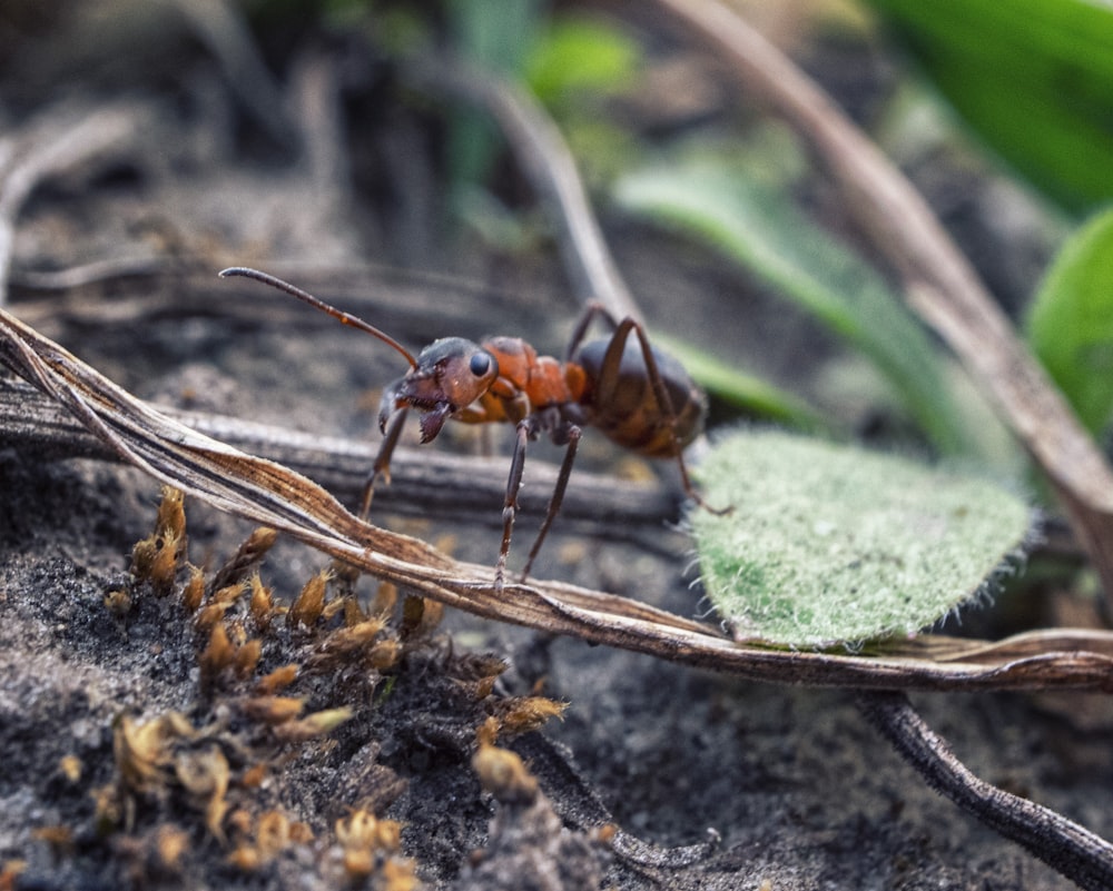 When Do Worker Ants Stop Hibernating? 