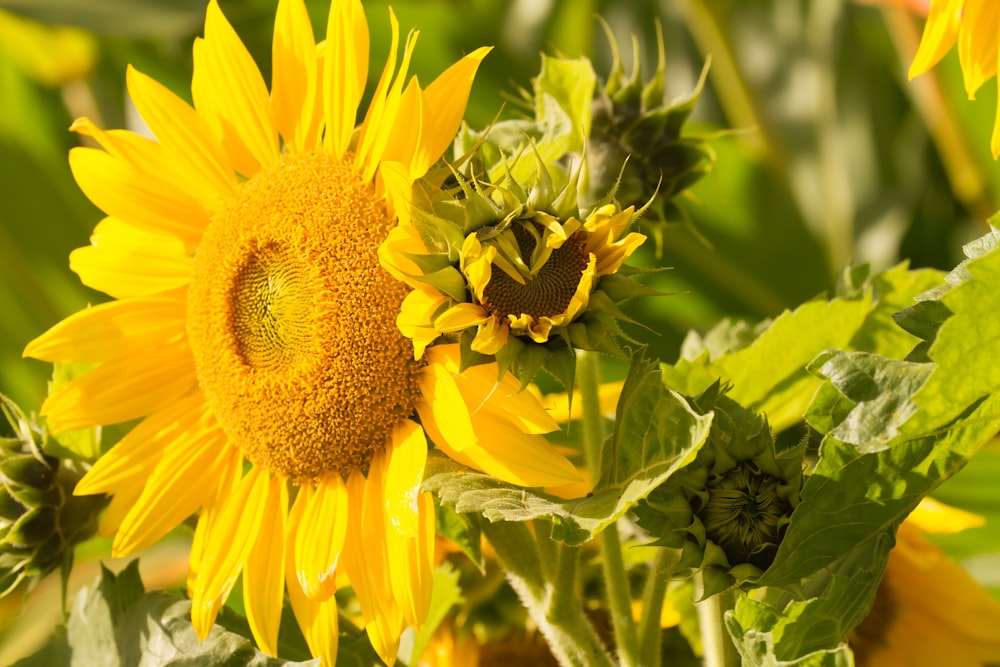 sunflower in close up photography