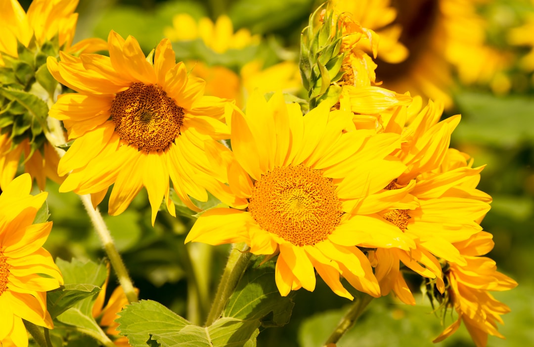 yellow sunflower in close up photography