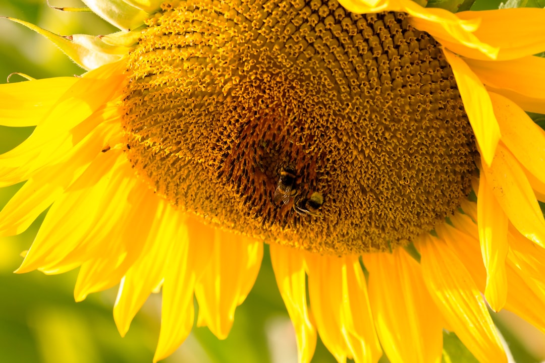 brown bug on sunflower in macro photography