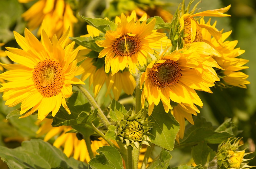 yellow sunflower in close up photography