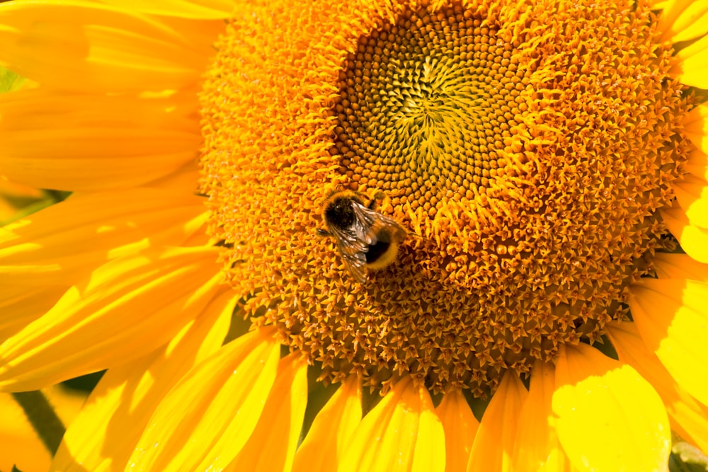 yellow sunflower with black and yellow bee