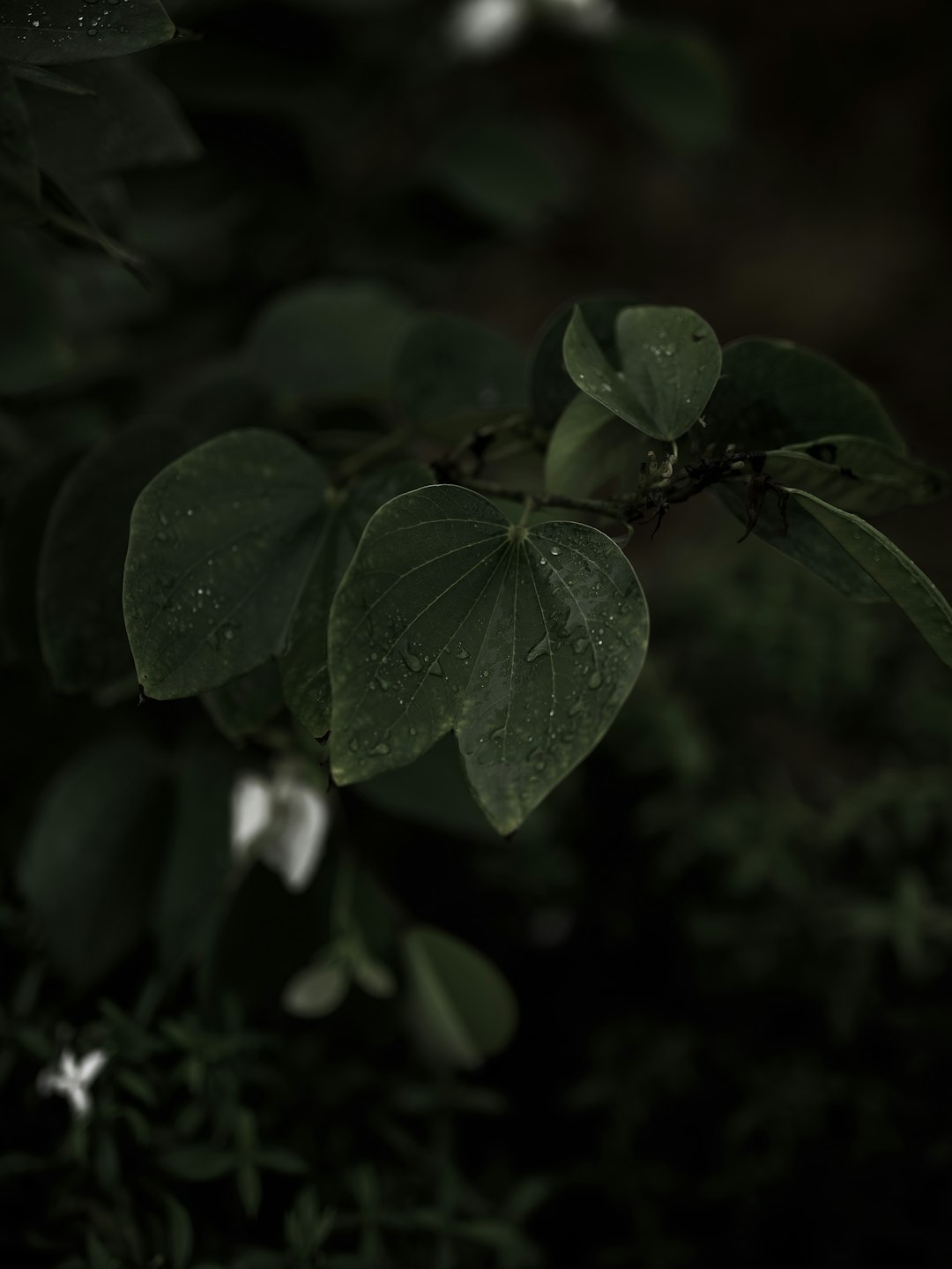 green leaves in tilt shift lens