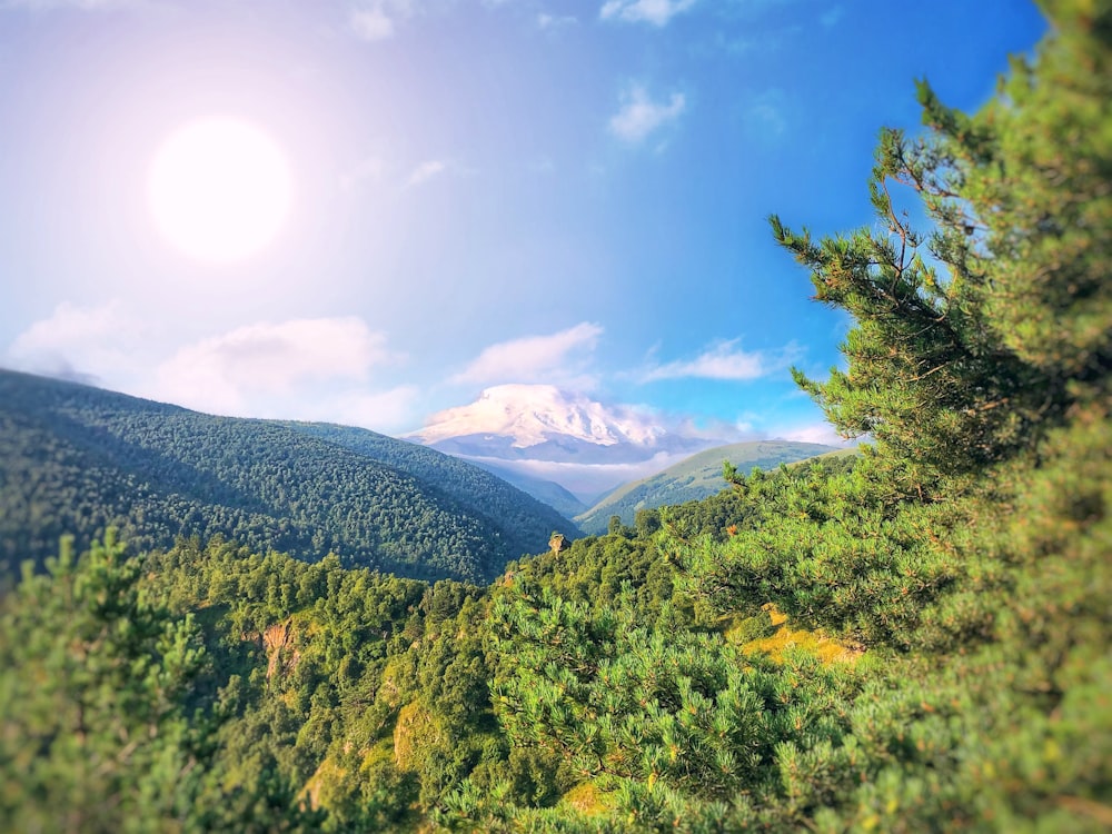 green trees on mountain under blue sky during daytime