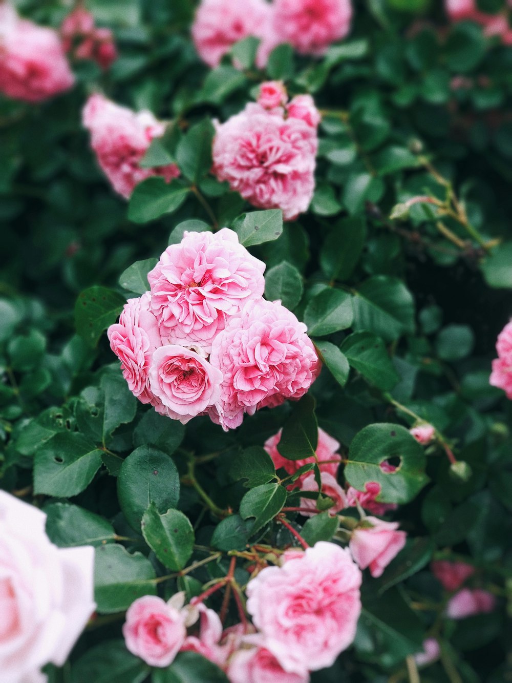 pink roses in bloom during daytime