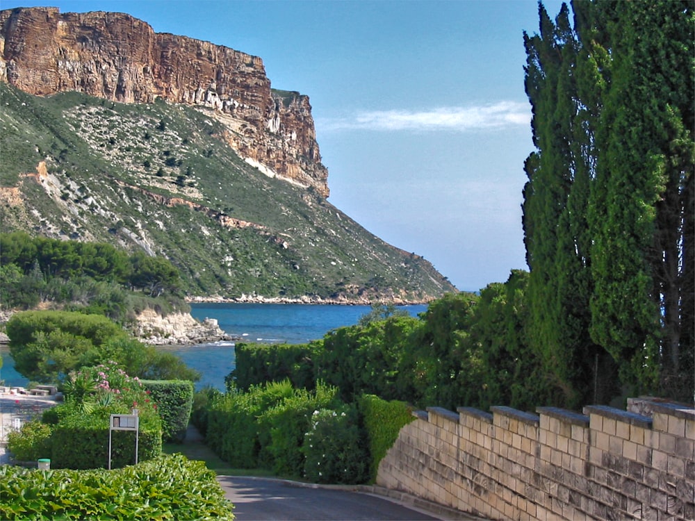 green trees near body of water during daytime