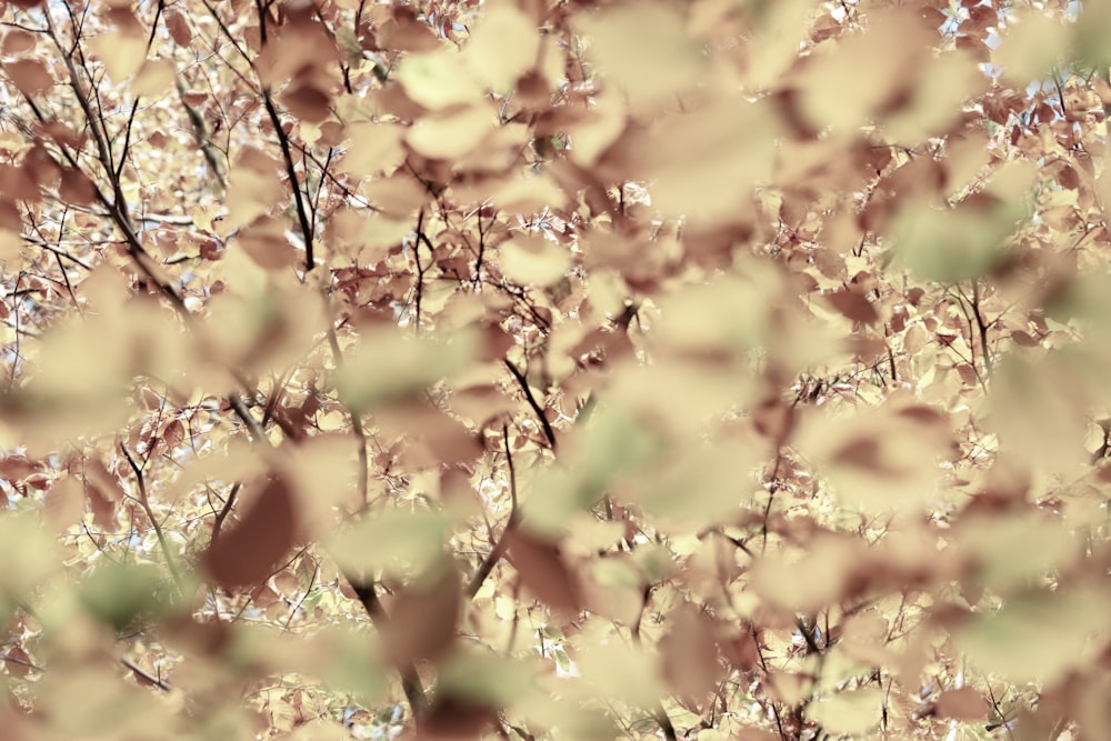 yellow leaves on brown tree branch during daytime